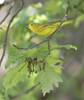 Yellow Warbler 